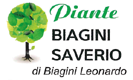11 Biagini